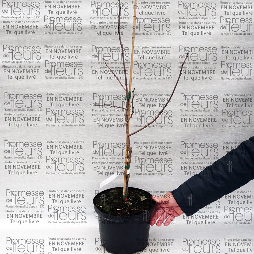 Example of Diospyros virginiana SAA Pieper - Virginia Persimmon 4L/5L pot specimen as delivered