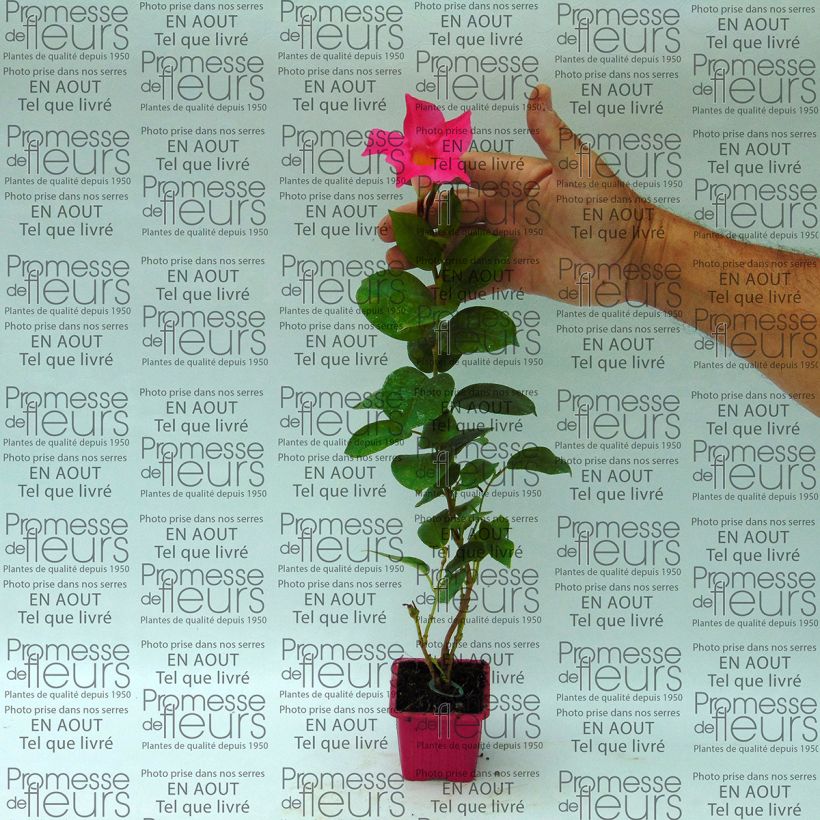 Example of Dipladenia Diamantina Jade Pink - Mandevilla 7/8 cm pot specimen as delivered