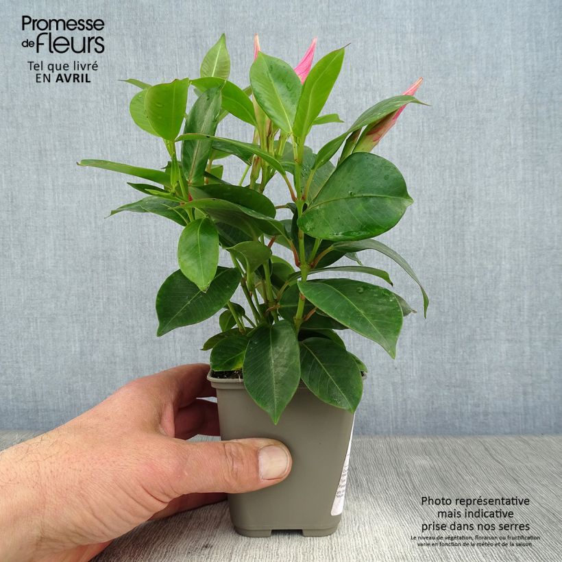 Dipladenia Diamantina Jade Pink - Mandevilla sample as delivered in spring