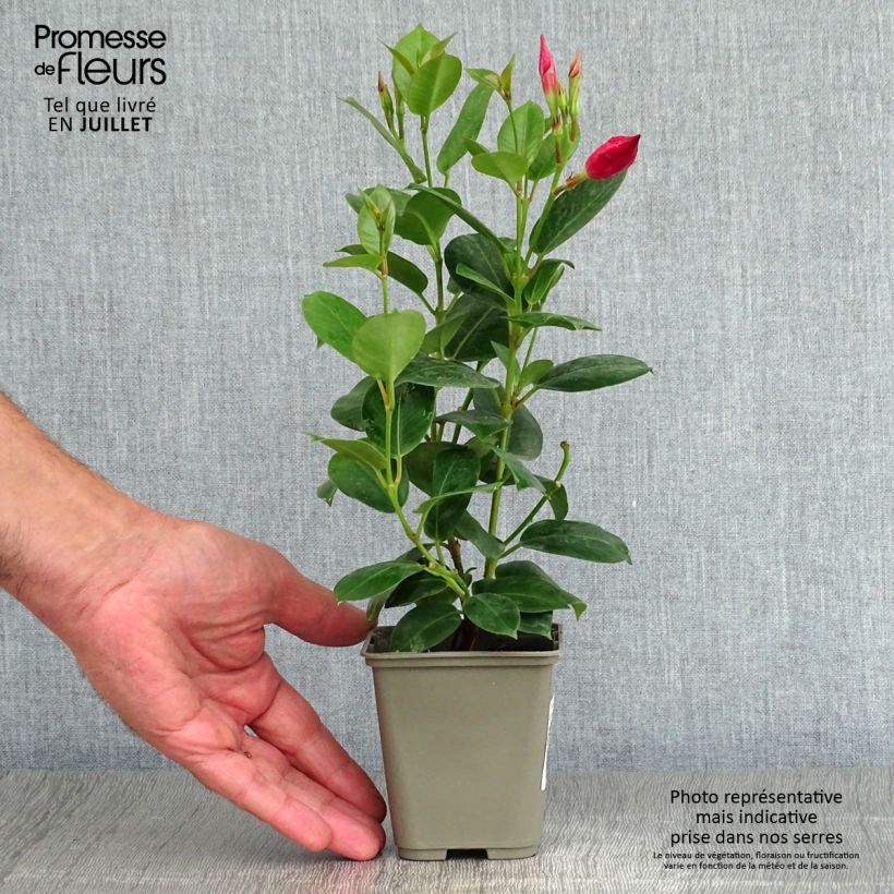 Dipladenia Diamantina Jade Red - Rocktrumpet 2L/3L pot sample as delivered in summer