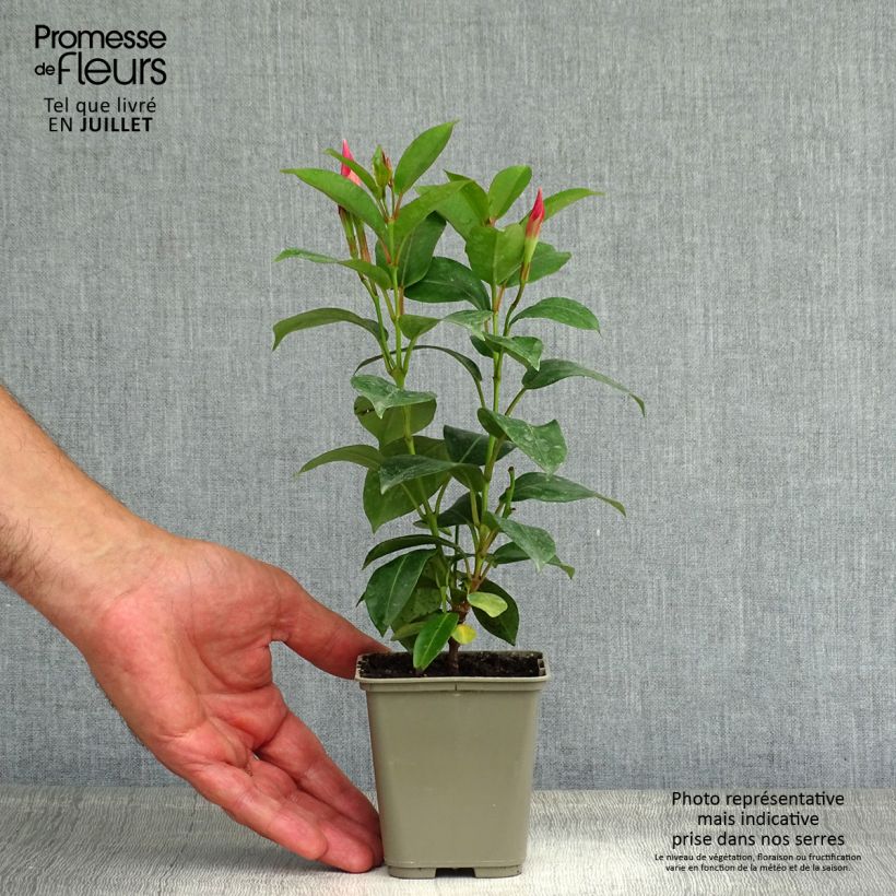 Dipladenia x sanderi Diamantina Jade Rose - Rocktrumpet 2L/3L pot sample as delivered in summer