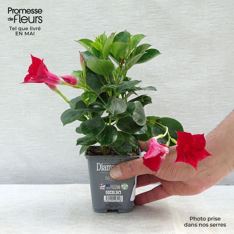 Dipladenia Diamantina Jade Scarlet 10cm/11cm pot sample as delivered in spring
