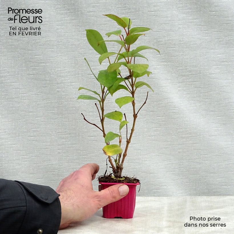 Dipladenia Diamantina Jade Scarlet 7/8 cm pot sample as delivered in winter