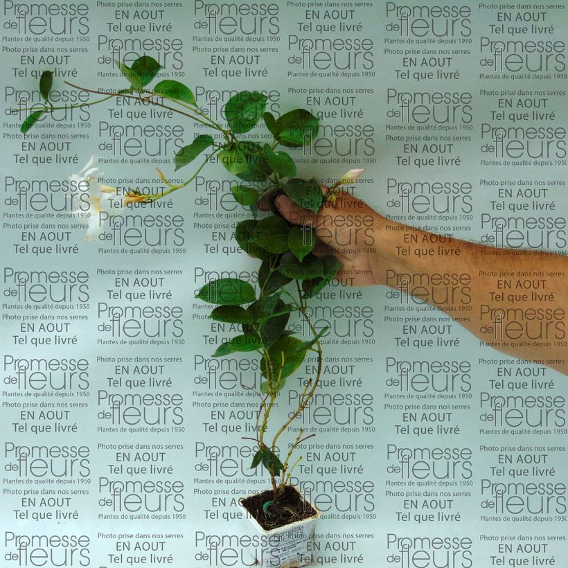 Example of Dipladenia Diamantina Jade White 7/8 cm pot specimen as delivered