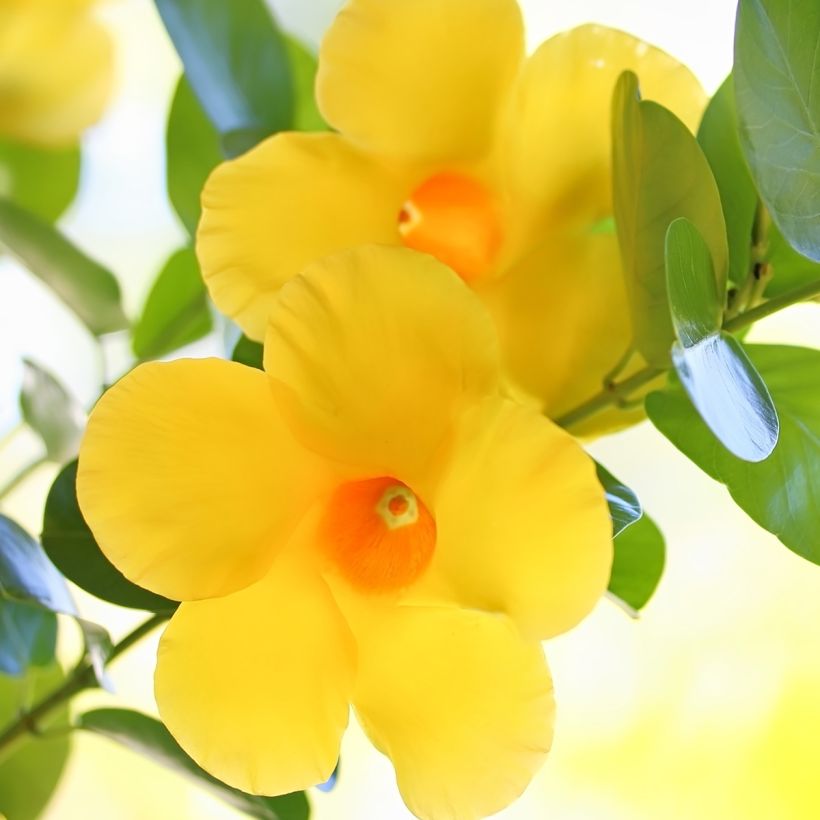 Dipladenia x sanderi Diamantina Opal Citrine 2.0 - Rocktrumpet (Flowering)