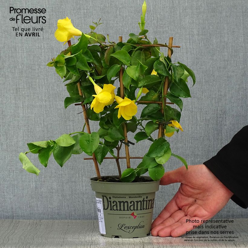 Dipladenia x sanderi Diamantina Opal Citrine 2.0 - Rocktrumpet 1L/1.5L pot sample as delivered in spring