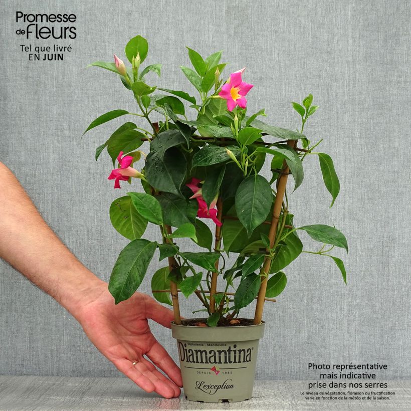 Dipladenia x sanderi Diamantina Quartz Pink & Yellow - Rocktrumpet 1L/1.5L pot sample as delivered in summer