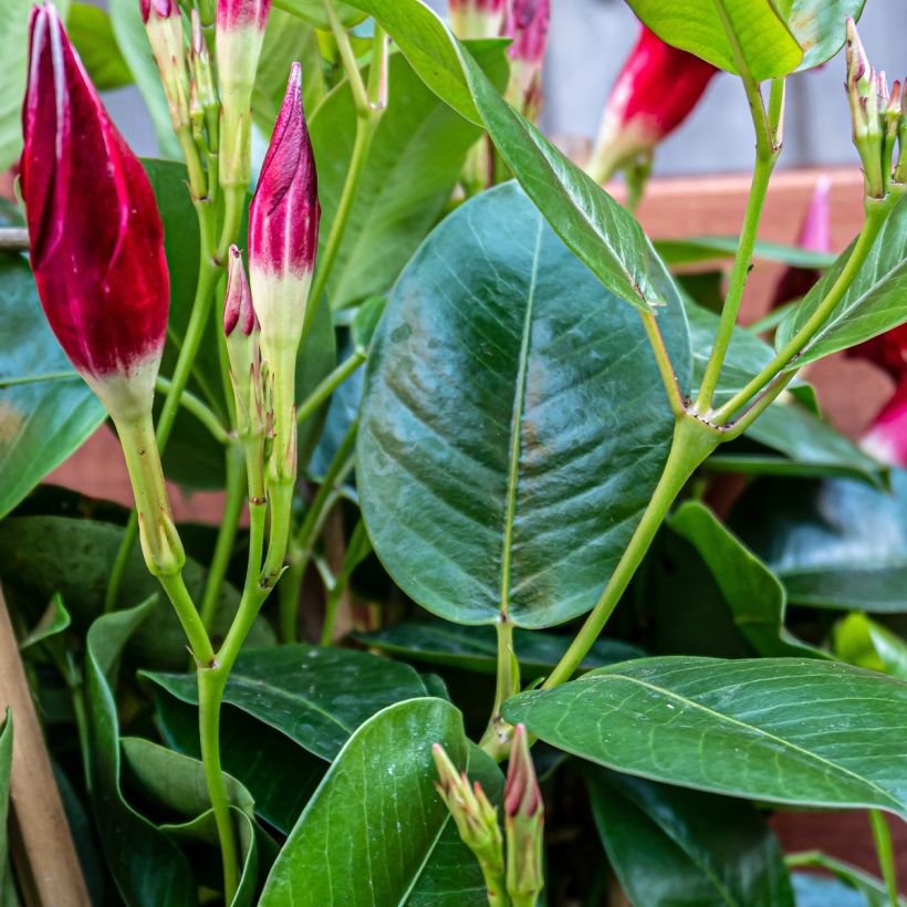 Dipladenia x sanderi Diamantina Quartz Pink & Yellow - Rocktrumpet (Foliage)