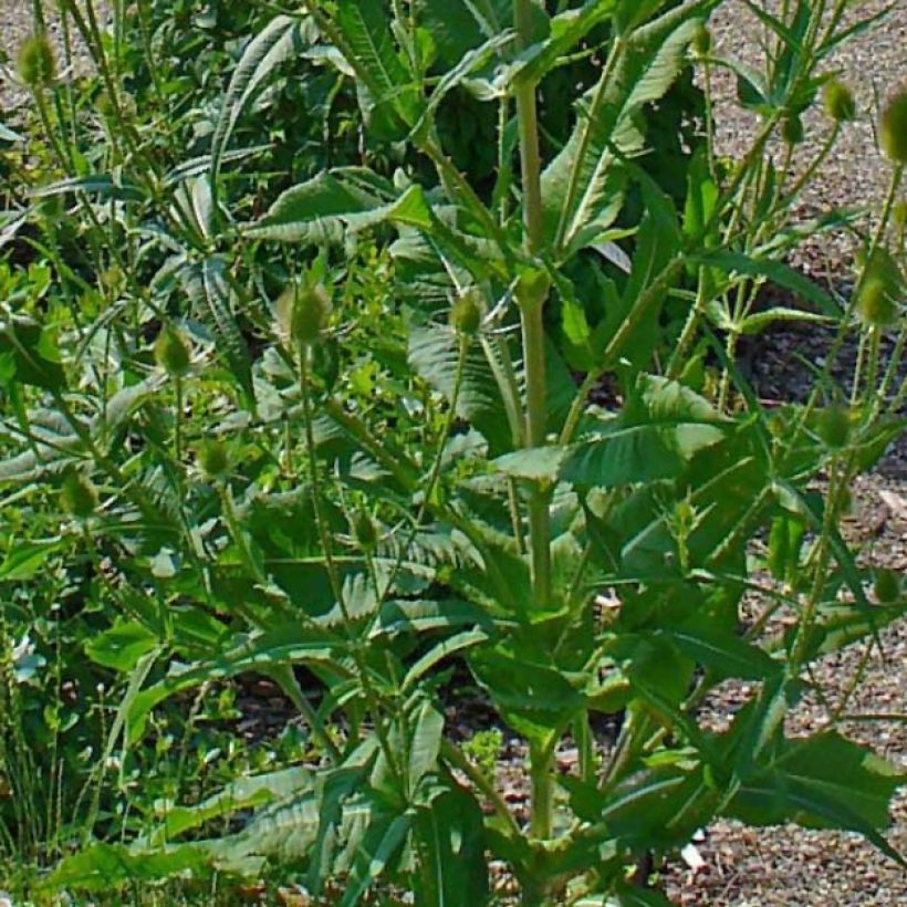 Dipsacus fullonum - Wild Teasel (Foliage)