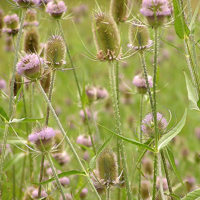 Dipsacus fullonum - Wild Teasel (Flowering)