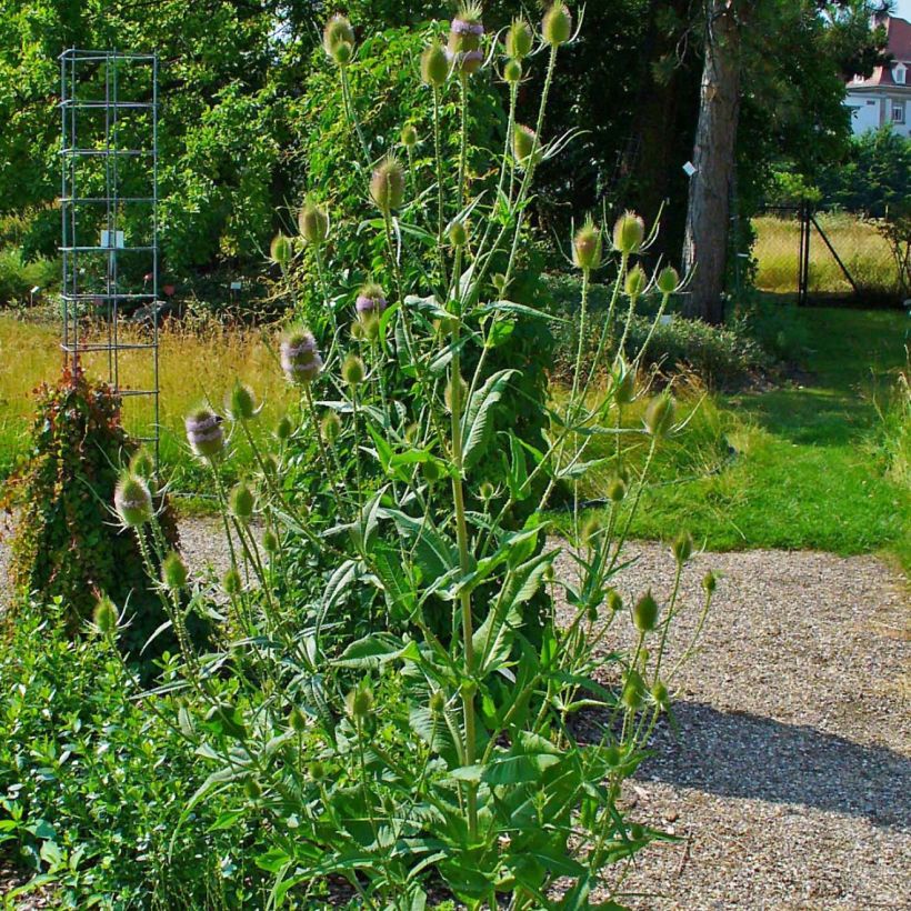 Dipsacus fullonum - Wild Teasel (Plant habit)