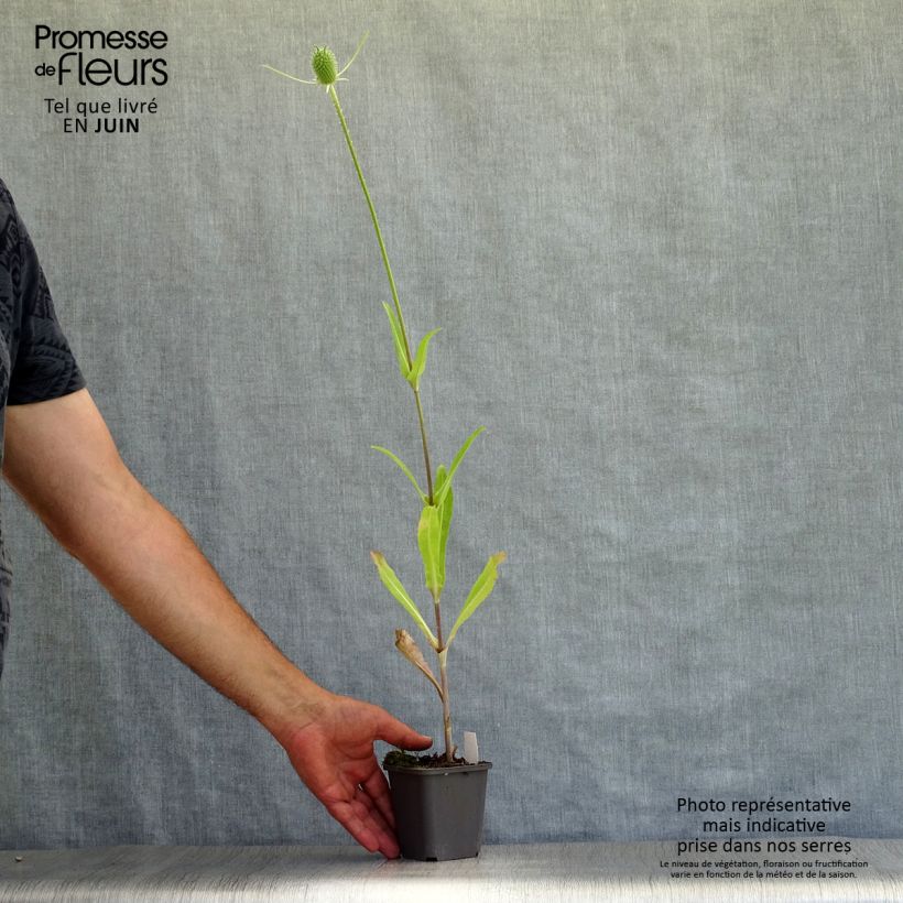 Dipsacus fullonum - Wild Teasel 8/9 cm pot sample as delivered in summer