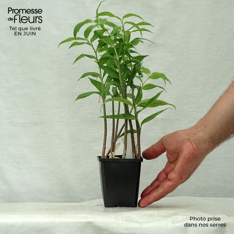 Disporopsis pernyi 8/9 cm pot sample as delivered in summer