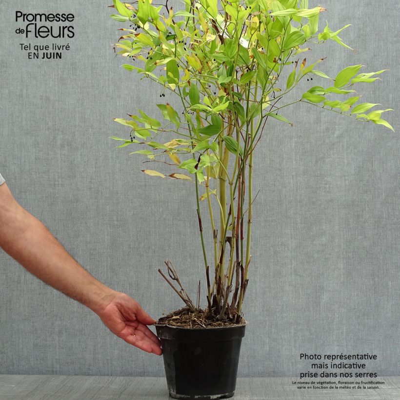 Disporum cantoniense Green Giant 3L/4L pot sample as delivered in summer