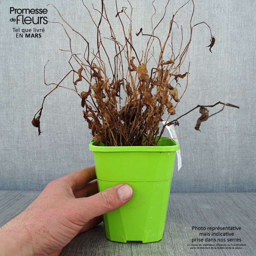 Disporum cantoniense Moonlight 1.5L/2L pot sample as delivered in winter