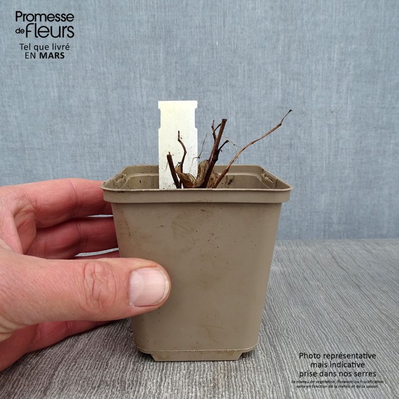 Disporum cantoniense Night Heron 8/9 cm pot sample as delivered in winter