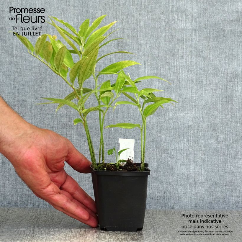 Disporum sessile 8/9 cm pot sample as delivered in summer