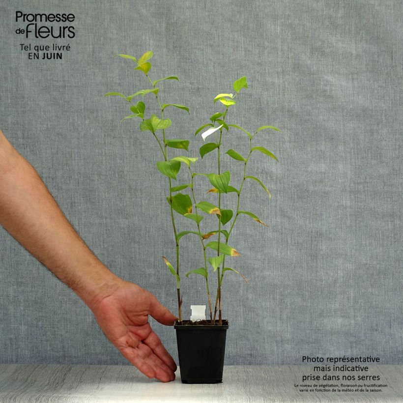 Disporum uniflorum 8/9 cm pot sample as delivered in summer