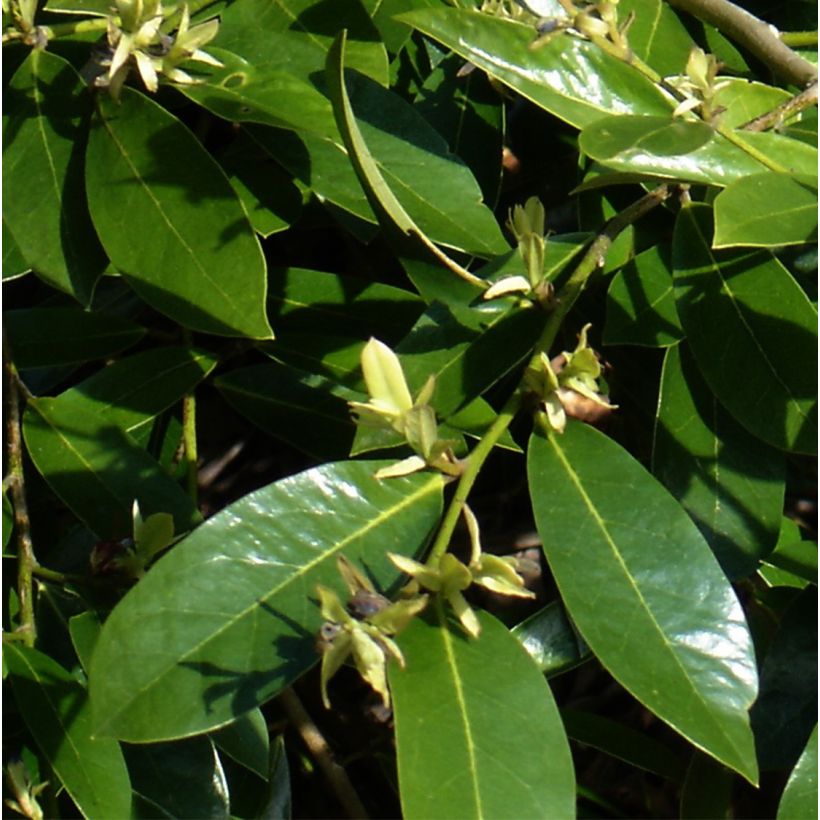 Distylium Emerald Heights (Foliage)