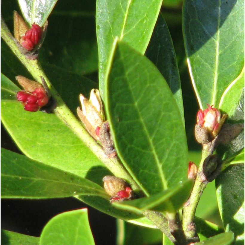 Distylium Emerald Heights (Flowering)