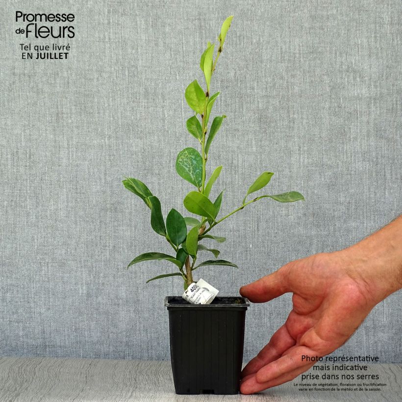 Distylium Linebacker 8/9 cm pot sample as delivered in summer