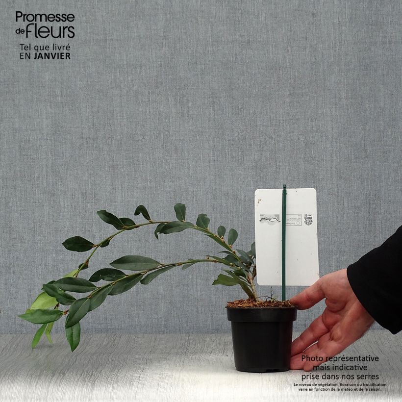 Distylium myricoides (x) racemosus Vintage Jade 8/9 cm pot sample as delivered in winter