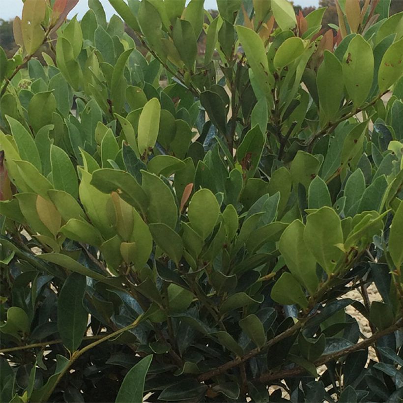 Distylium Blue Cascade (Foliage)