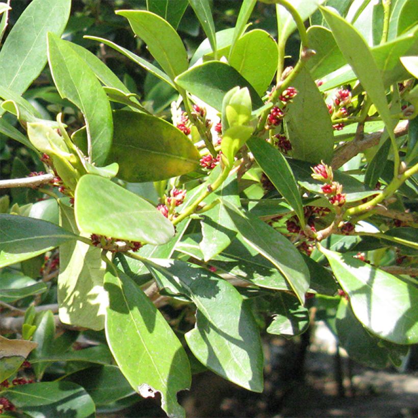 Distylium racemosum (Foliage)