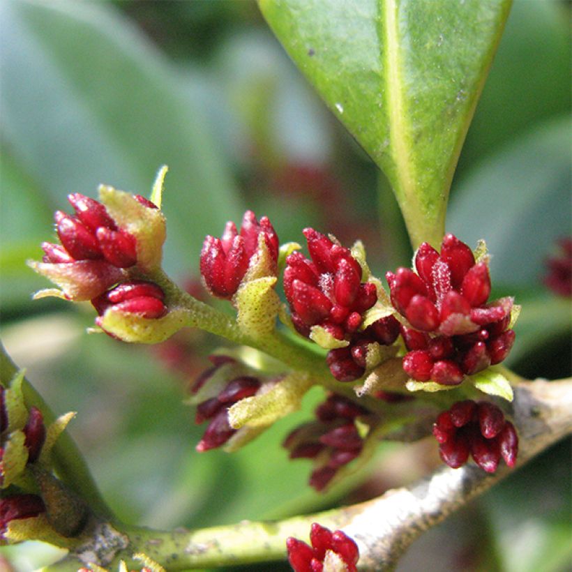 Distylium racemosum (Flowering)