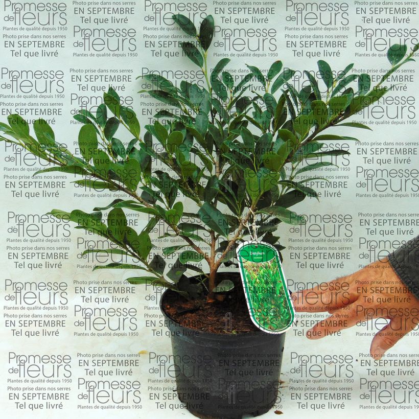 Example of Distylium racemosum 2L/3L pot specimen as delivered