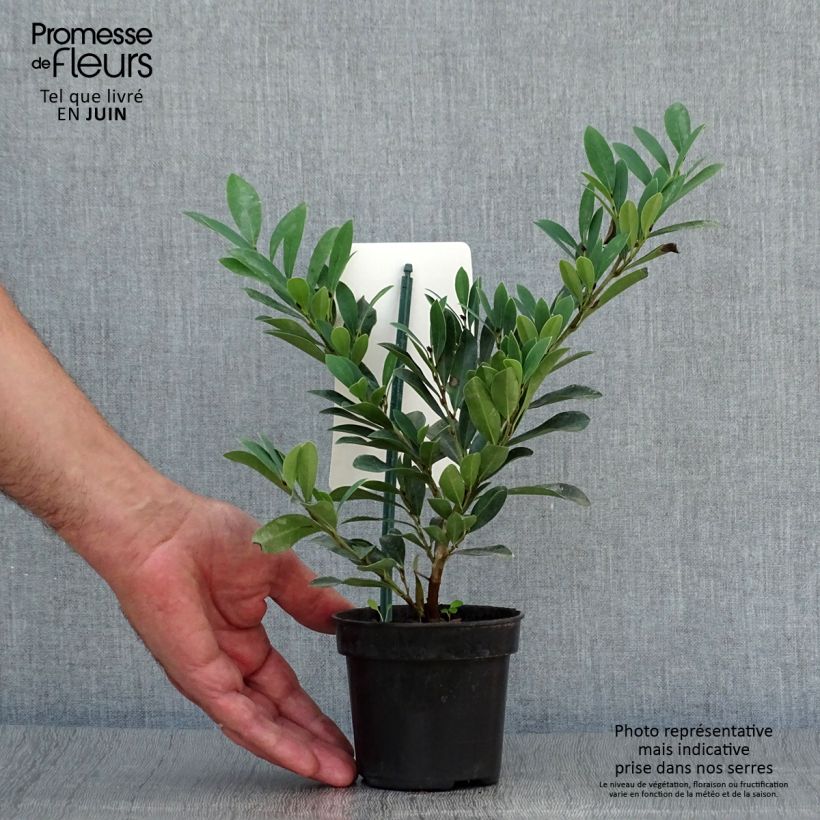 Distylium Blue Cascade 10cm/11cm pot sample as delivered in summer