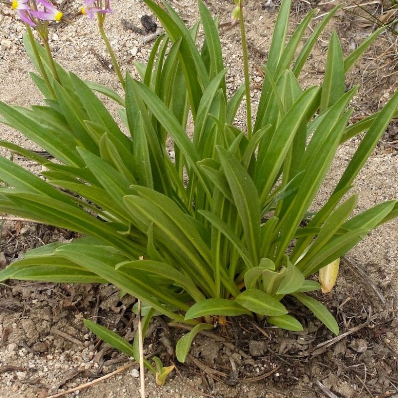 Dodecatheon jeffreyi Rotlicht (Foliage)