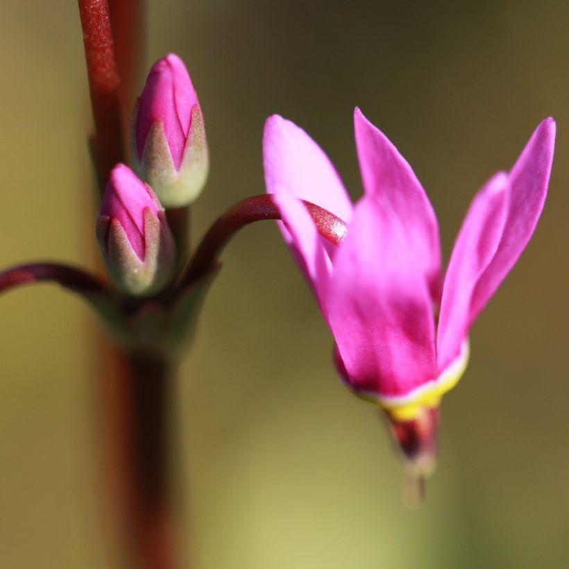 Dodecatheon jeffreyi Rotlicht (Flowering)