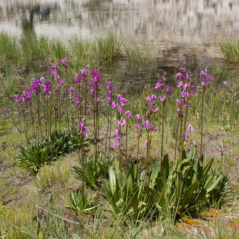 Dodecatheon jeffreyi Rotlicht (Plant habit)