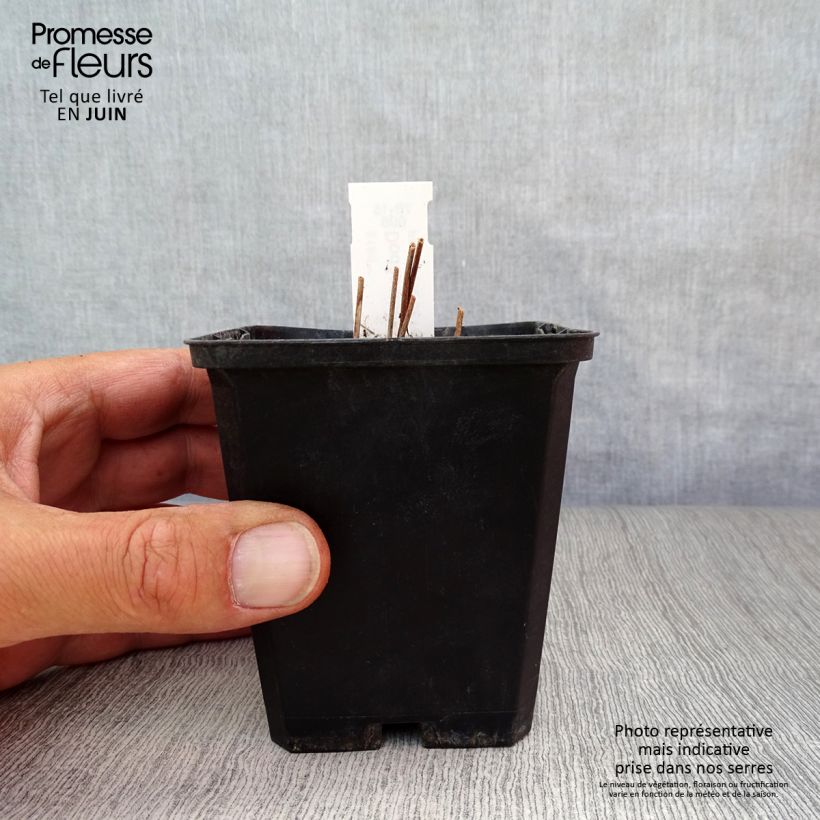 Dodecatheon jeffreyi Rotlicht 8/9 cm pot sample as delivered in summer