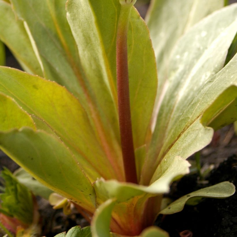 Dodecatheon meadia (Foliage)