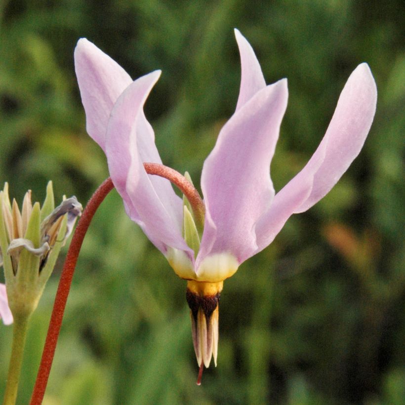 Dodecatheon meadia (Flowering)