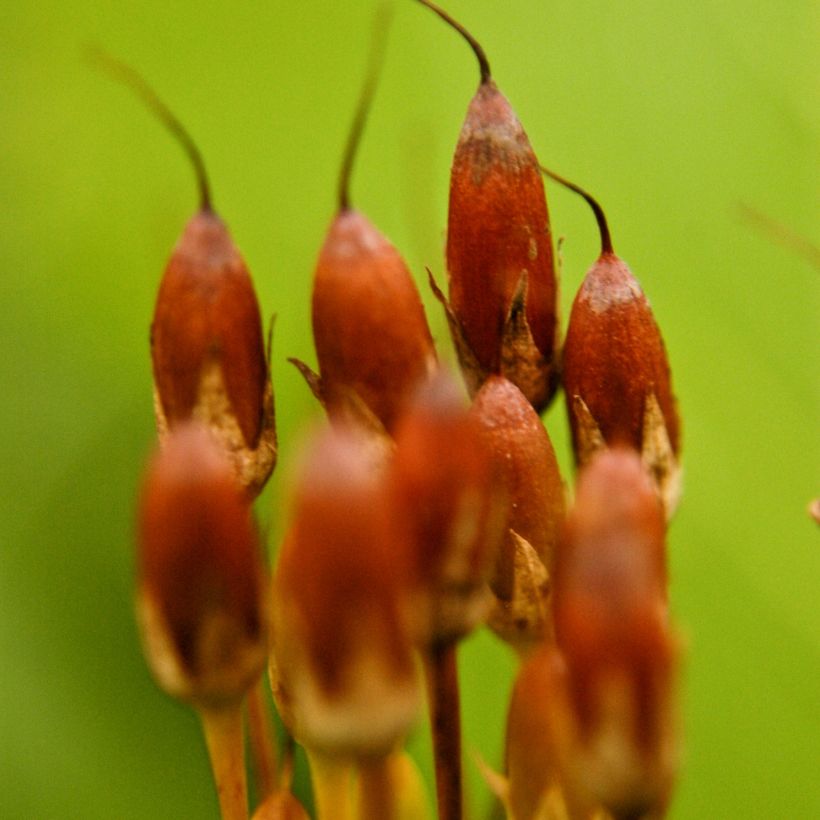 Dodecatheon meadia (Harvest)