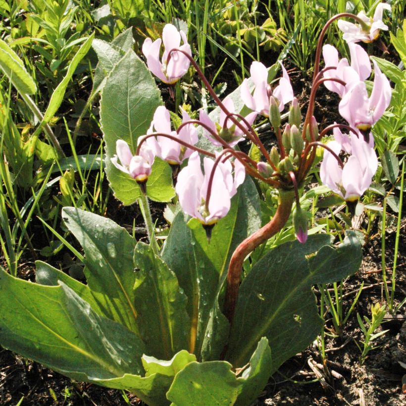 Dodecatheon meadia (Plant habit)