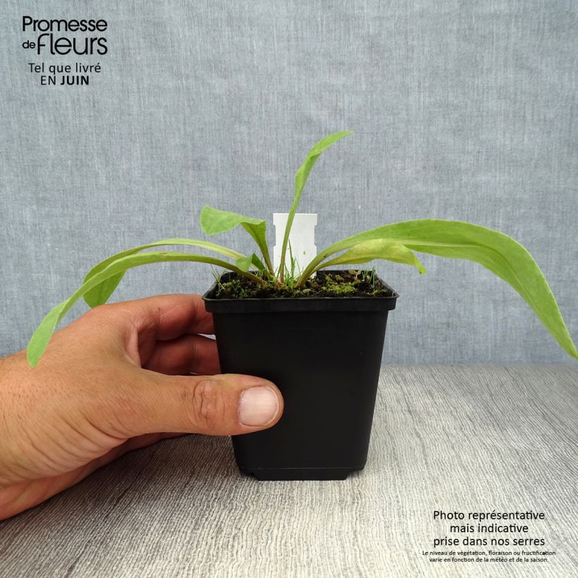 Dodecatheon meadia 8/9 cm pot sample as delivered in summer