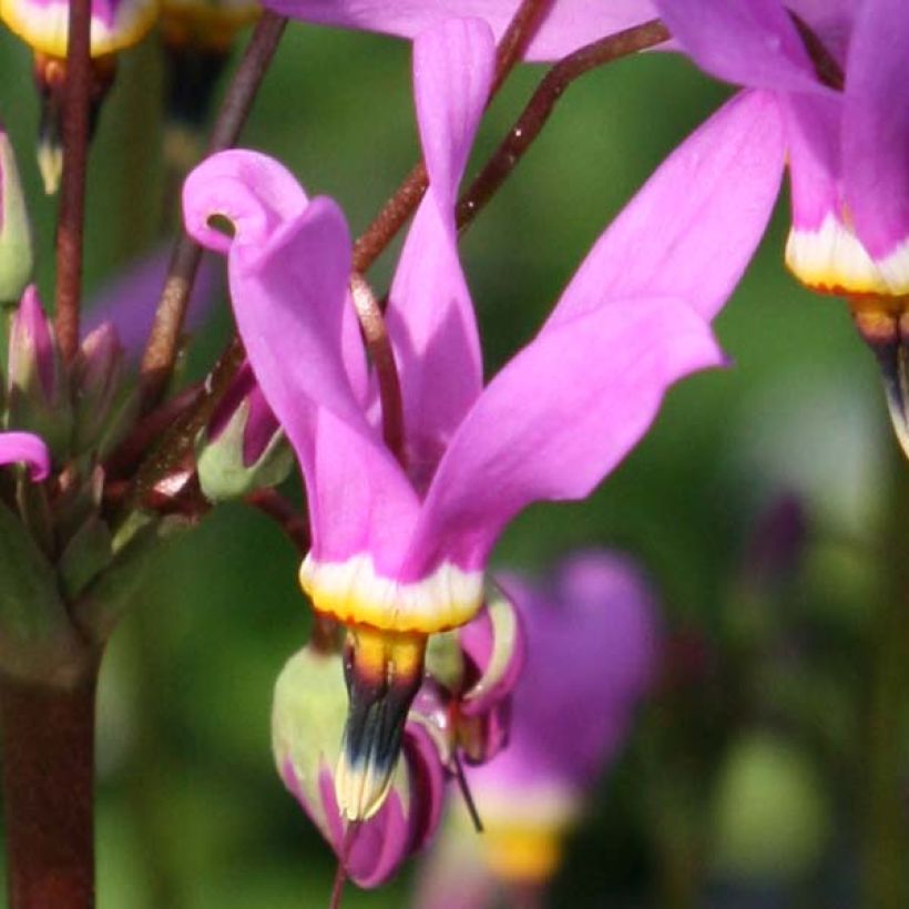 Dodecatheon meadia Queen Victoria (Flowering)