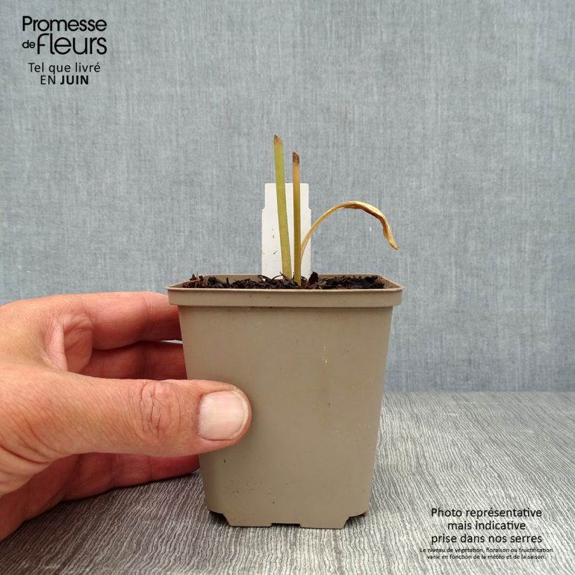 Dodecatheon meadia Queen Victoria 8/9 cm pot sample as delivered in summer