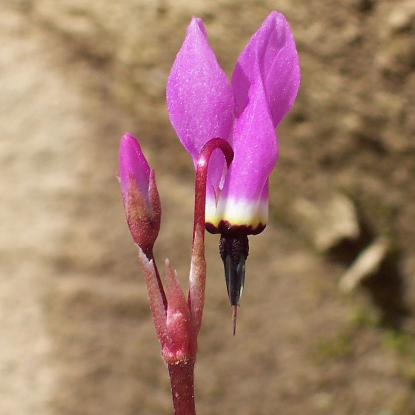 Dodecatheon pulchellum subsp. pulchellum Red Wings (Flowering)