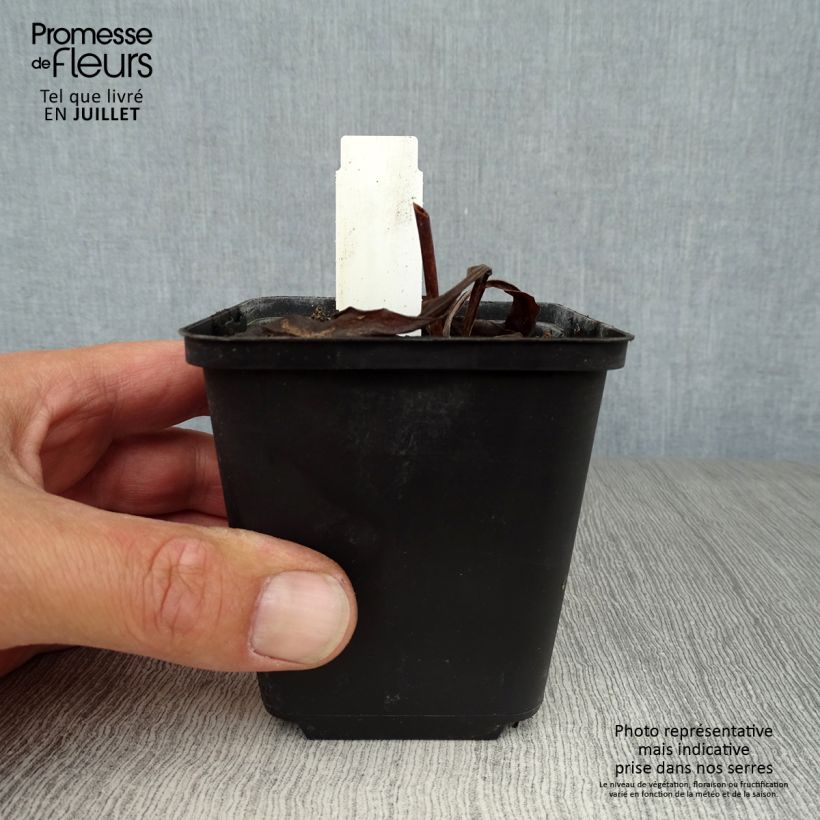 Dodecatheon pulchellum subsp. pulchellum Red Wings 8/9 cm pot sample as delivered in summer