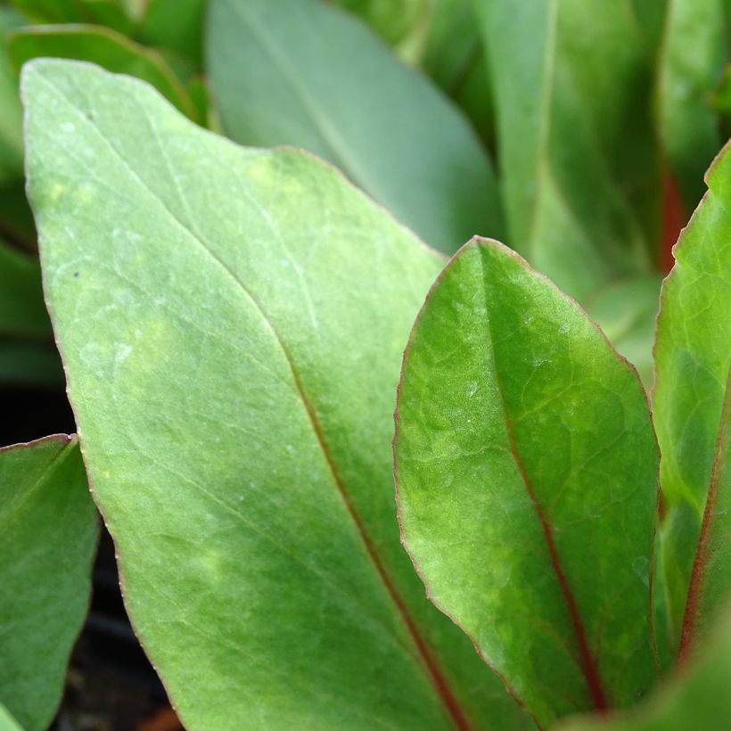 Dodecatheon pulchellum subsp. pulchellum Red Wings (Foliage)