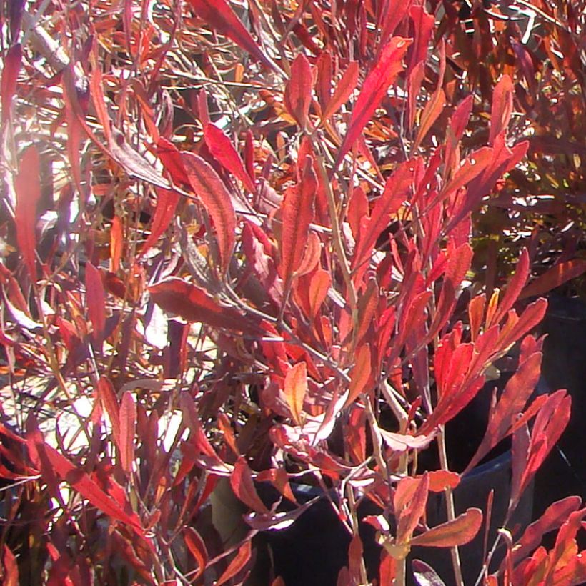 Dodonaea viscosa Purpurea (Foliage)