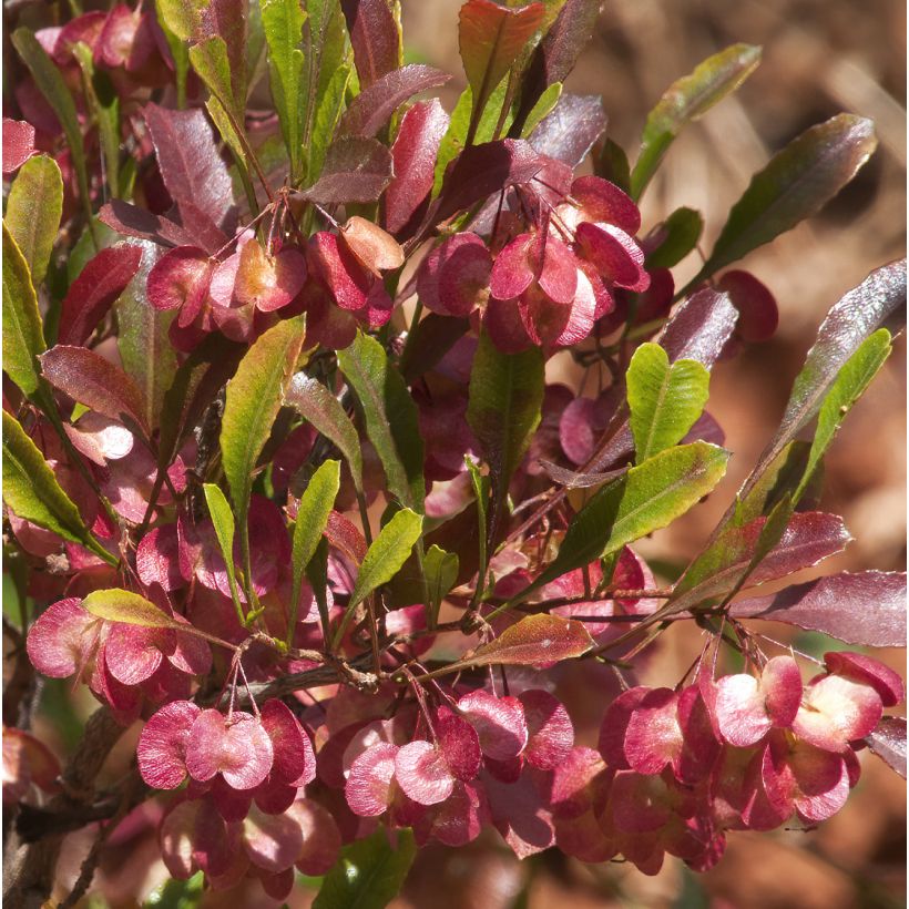 Dodonaea viscosa Purpurea (Flowering)