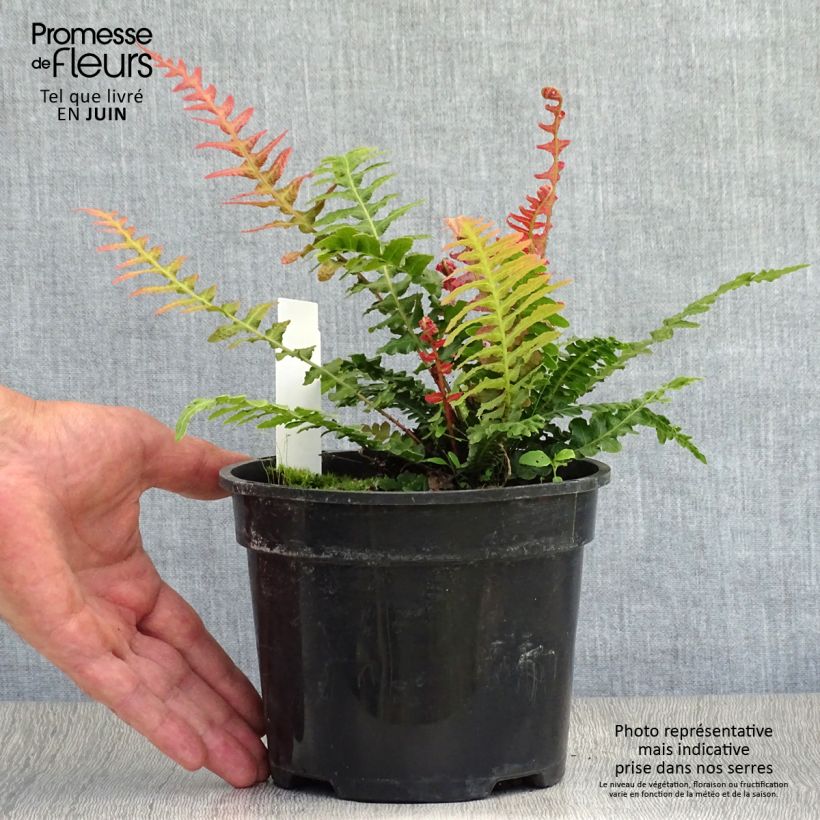 Doodia aspera Rough Ruby 2L/3L pot sample as delivered in summer