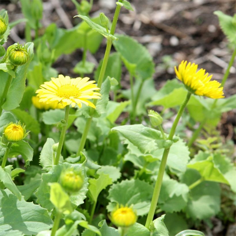 Doronicum orientale Little Leo (Flowering)