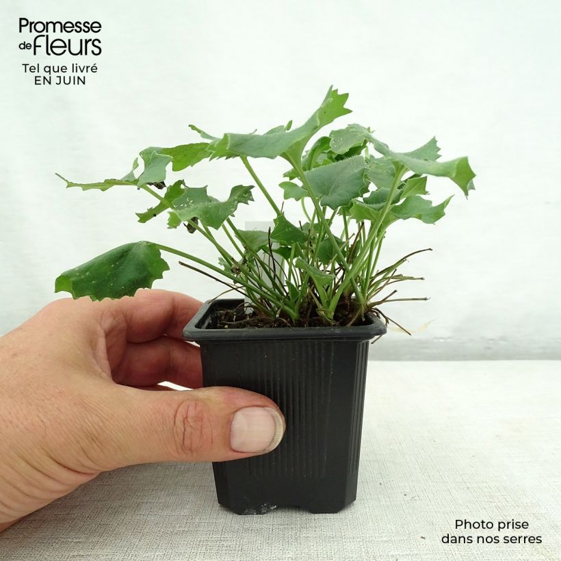 Doronicum orientale Magnificum 8/9 cm pot sample as delivered in summer